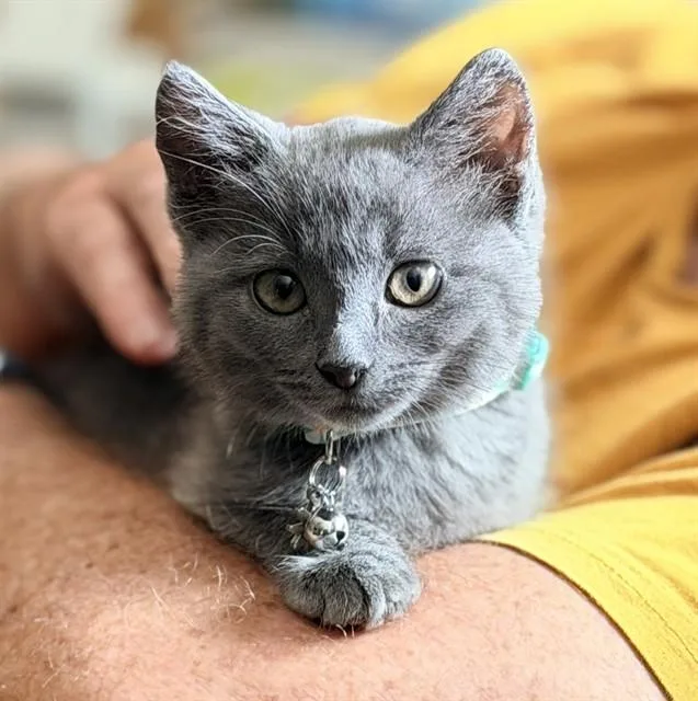A baby small-sized female Domestic Short Hair cat named Sunny for adoption in Colorado Springs, CO