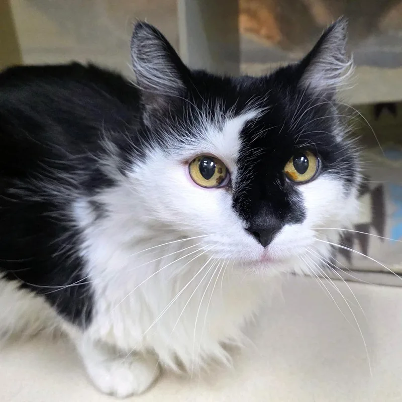 A senior large-sized male Black Domestic Long Hair cat named Rob Stark for adoption in Reno, NV