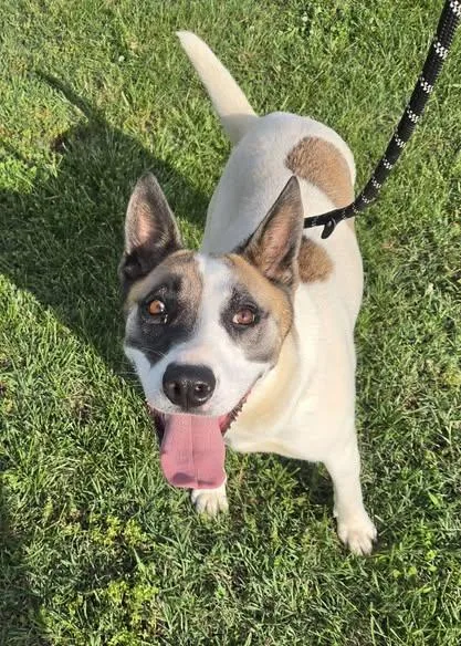 An adult medium-sized female Australian Cattle Dog / Blue Heeler dog named Shoog for adoption in Petersburg, IN