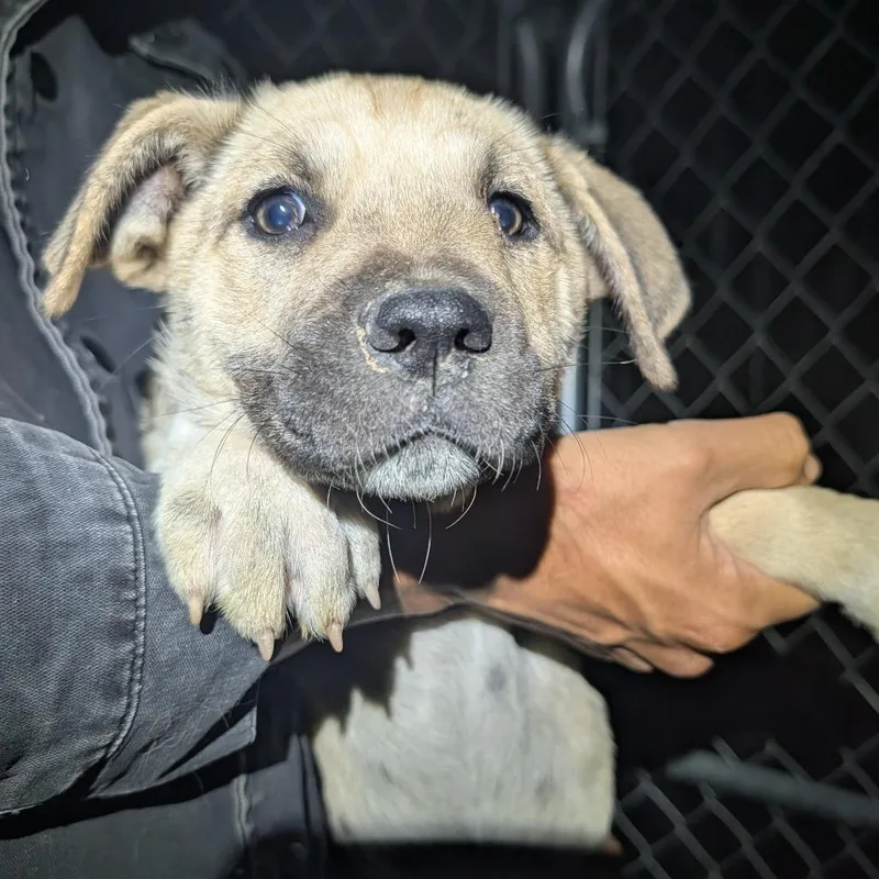 A baby small-sized female Yellow / Tan / Blond / Fawn Mixed Breed dog named Gyokyuo for adoption in Park City, UT