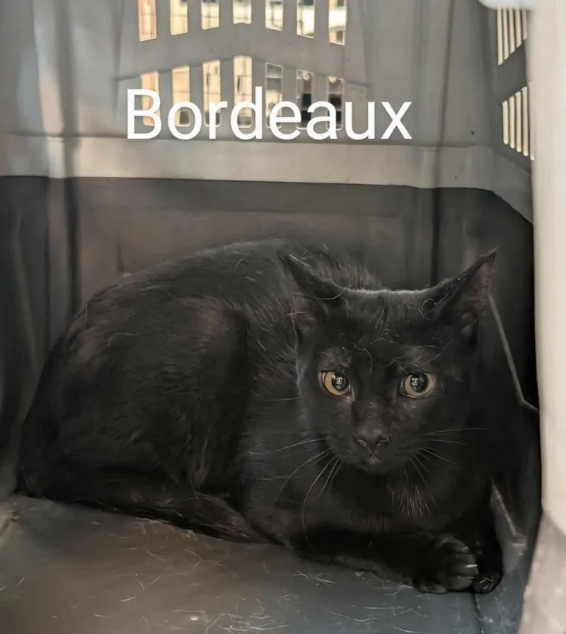 Bordeaux thumbnail 2