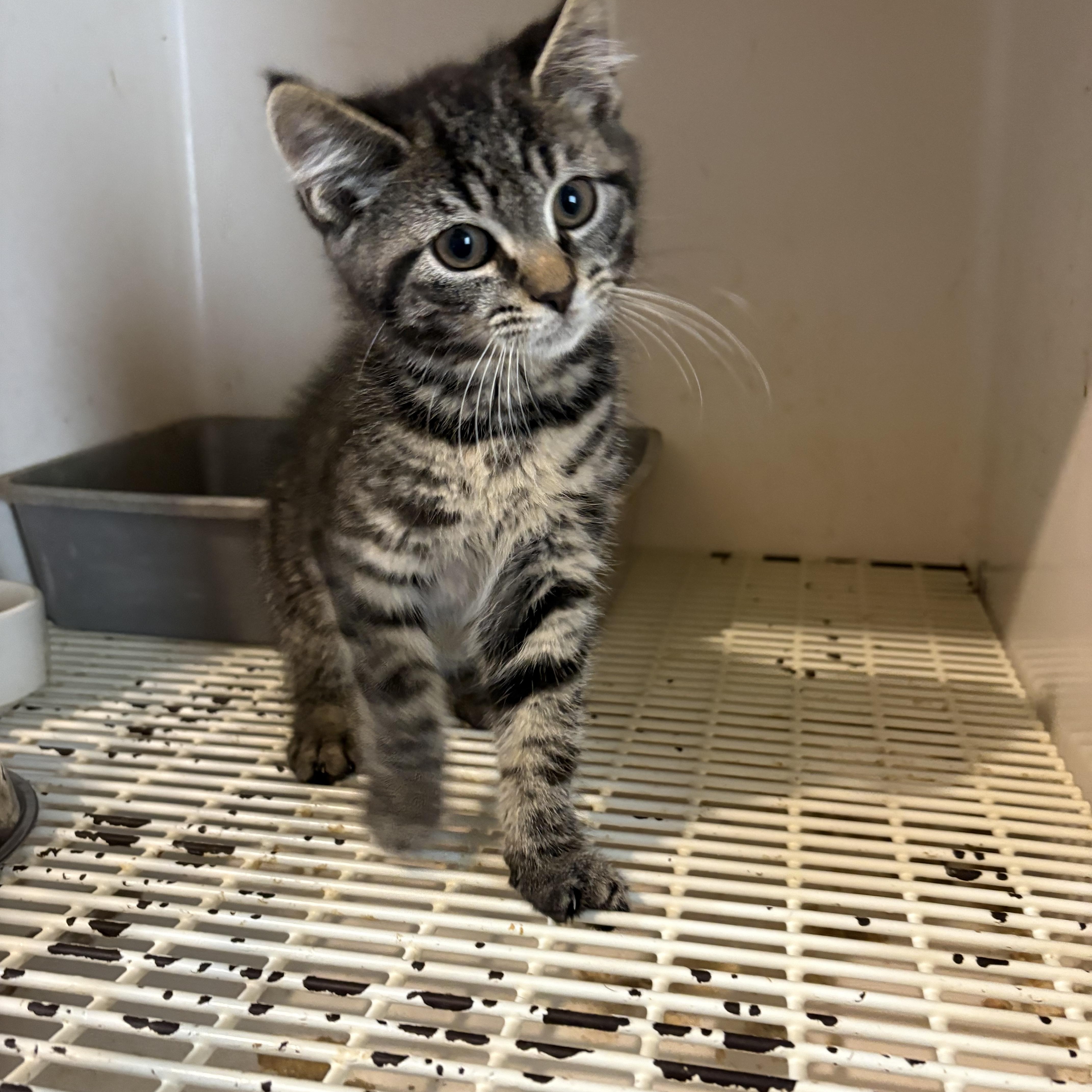 A baby medium-sized male Tabby (Gray / Blue / Silver) Domestic Short Hair cat named Jameson for adoption in Pottstown, PA