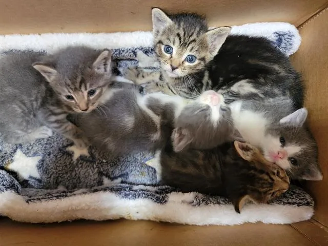 A baby small-sized male Domestic Short Hair cat named Snickers for adoption in Tustin, CA
