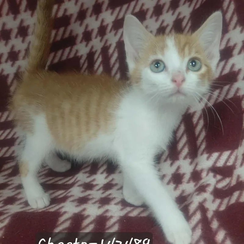 Cheeto