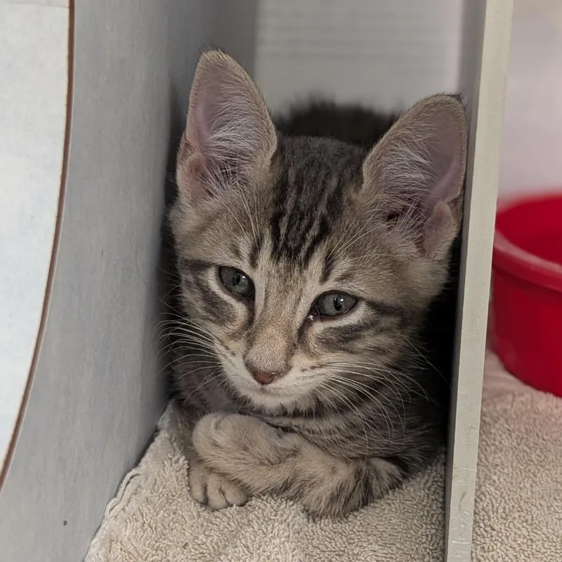 A baby small-sized male Gray / Blue / Silver Domestic Short Hair cat named Pickles for adoption in Buchanan Dam, TX