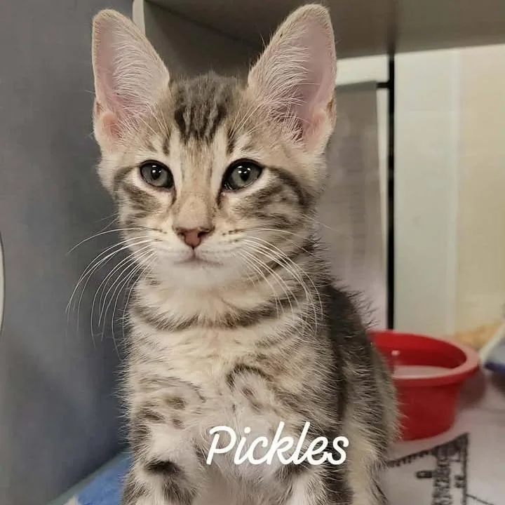 Pickles thumbnail 2