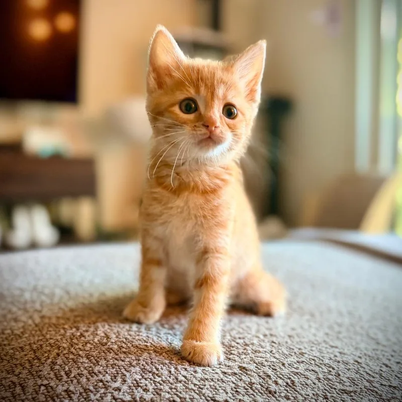 A baby small-sized male Orange / Red Domestic Short Hair cat named Flynn Chicken for adoption in Washington Township, OH