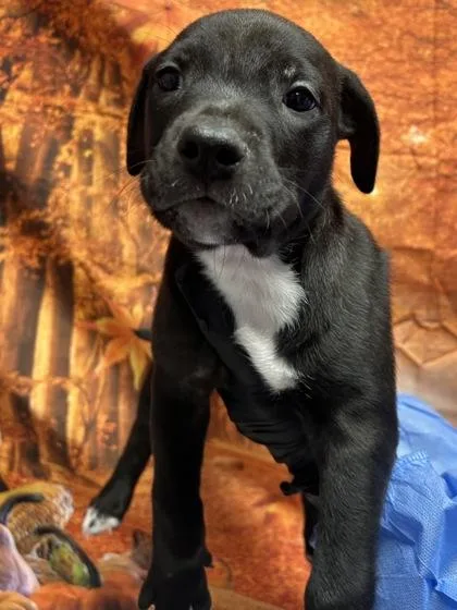 A young small-sized male Basset Hound dog named Claude for adoption in San Antonio, TX
