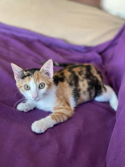A baby small-sized female Domestic Short Hair cat named Cali for adoption in Honolulu, HI