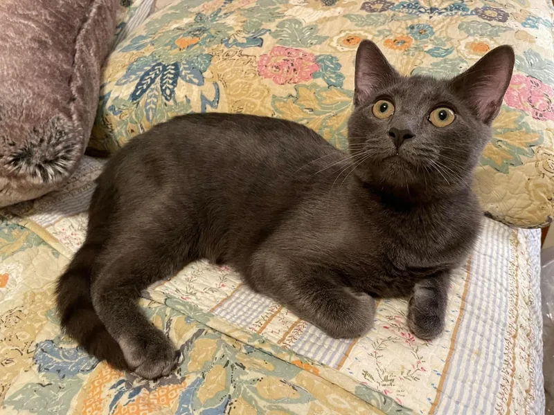 A baby medium-sized male Gray / Blue / Silver Russian Blue cat named Grayson for adoption in Lawrenceville, GA