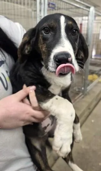 A baby medium-sized female Mixed Breed dog named Vivica A Fox for adoption in Madison, NJ