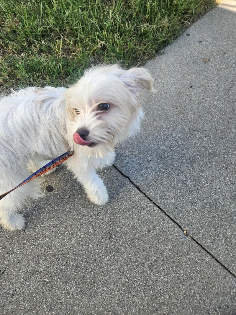 A young small-sized female Maltese dog named Linda for adoption in Los Angeles, CA