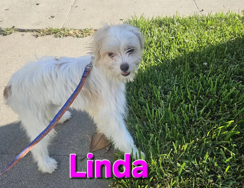 Linda thumbnail 5