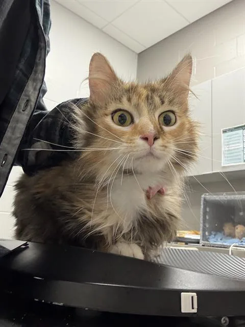 A young small-sized female Domestic Short Hair cat named Fanta for adoption in Indianapolis, IN