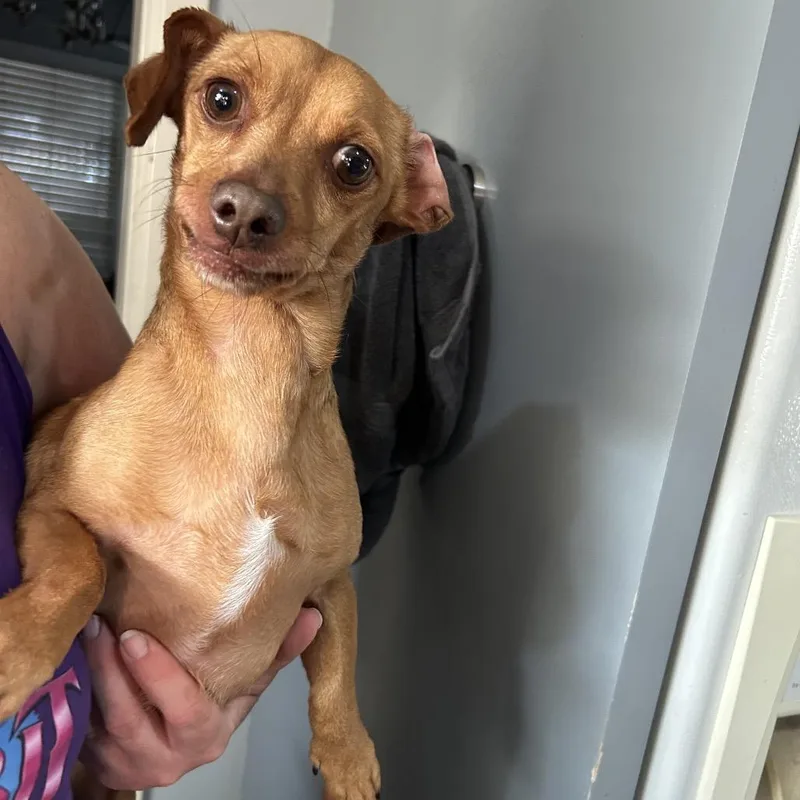 An adult small-sized male Brown / Chocolate Mixed Breed dog named Noah for adoption in Springboro, OH