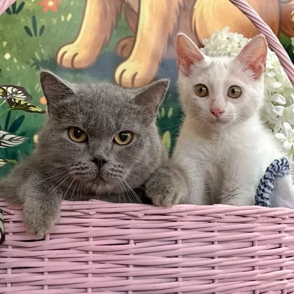 A young medium-sized male Gray / Blue / Silver British Shorthair cat named Bariz And Snow for adoption in New York, NY