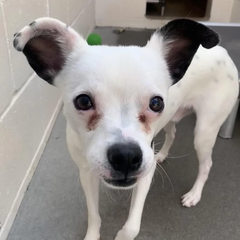 A young small-sized male White / Cream Terrier dog named Dom for adoption in Reno, NV