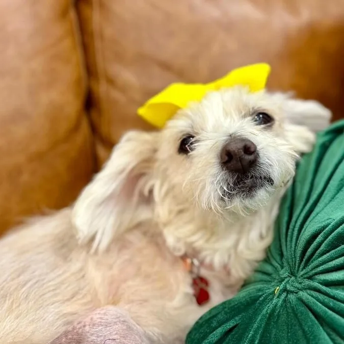Bitsy Belle Cuddlebean