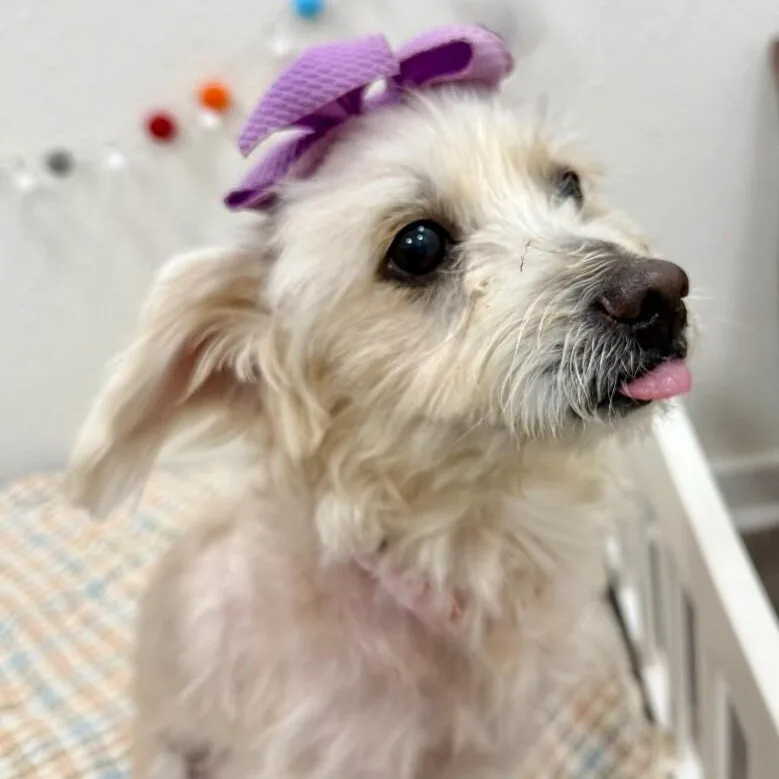 Bitsy Belle Cuddlebean thumbnail 3
