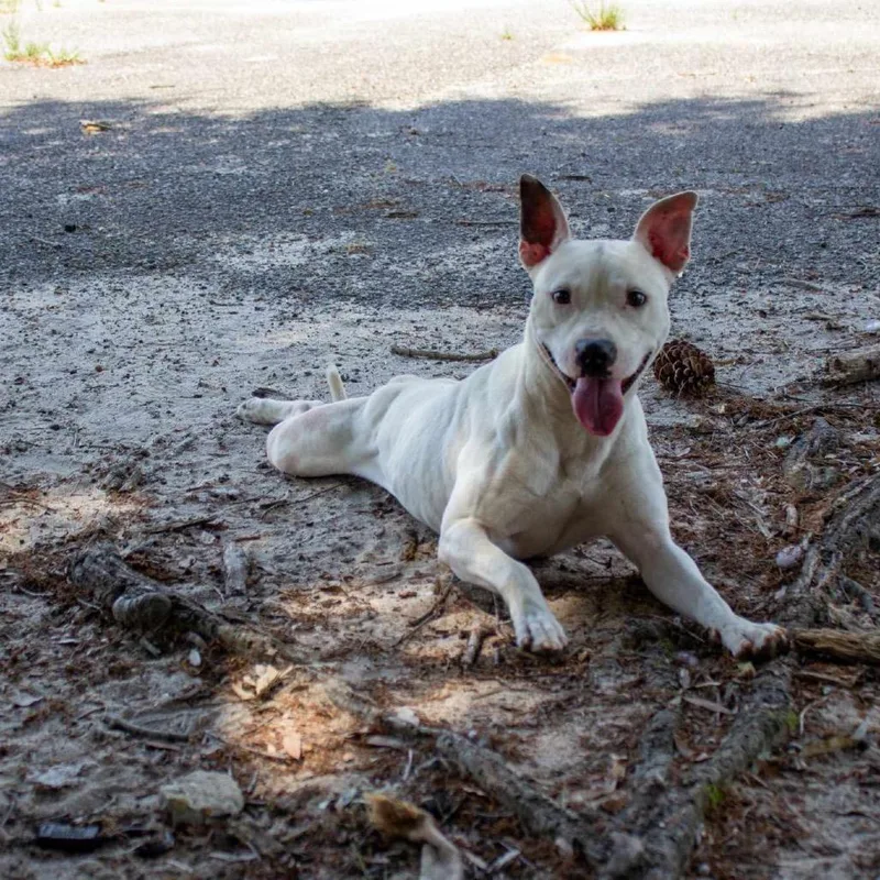 Sir Bryan Fry Chestnut thumbnail 2