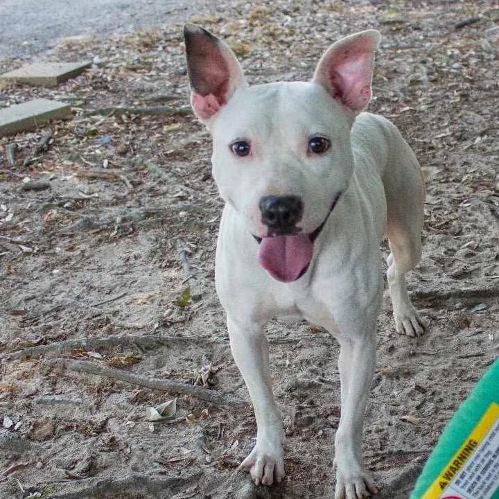 Sir Bryan Fry Chestnut thumbnail 3