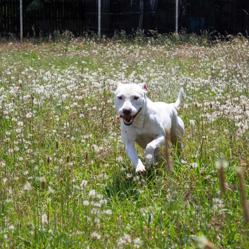 Sir Bryan Fry Chestnut thumbnail 4