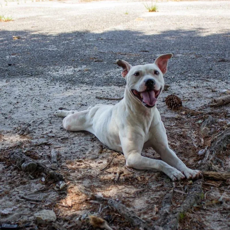 Sir Bryan Fry Chestnut thumbnail 5