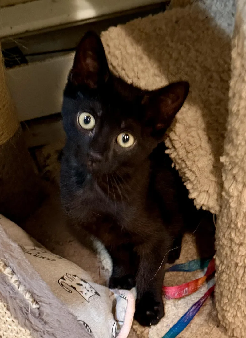 A baby medium-sized female Black Domestic Short Hair cat named Bean for adoption in East Hanover, NJ