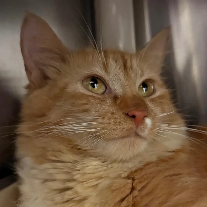 An adult medium-sized female Domestic Medium Hair cat named Hollandaise for adoption in Fall River, MA