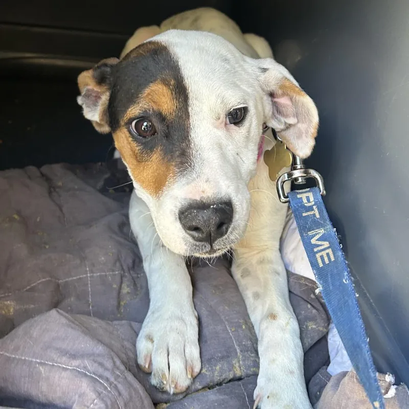 A baby medium-sized female White / Cream Pit Bull Terrier dog named Solstice for adoption in Point Richmond, CA