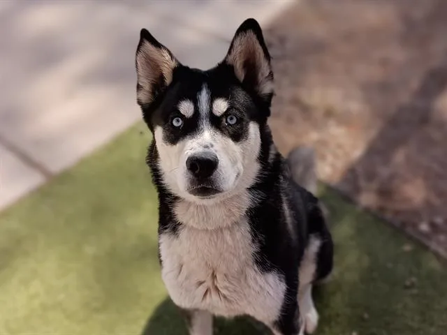 Romeo