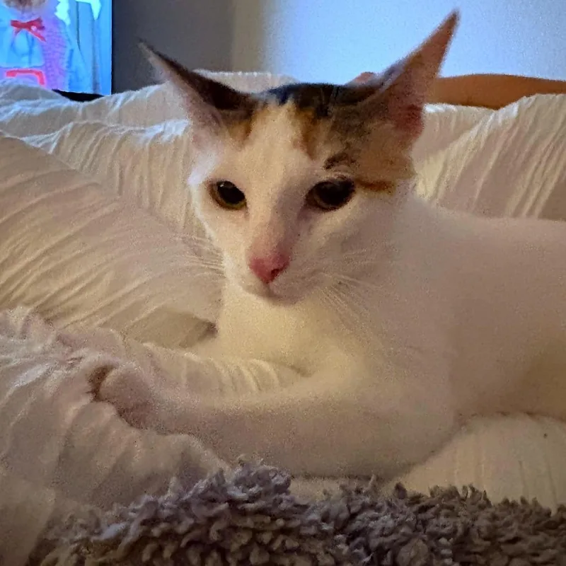 A young medium-sized female White Domestic Short Hair cat named Pixie for adoption in Austin, TX