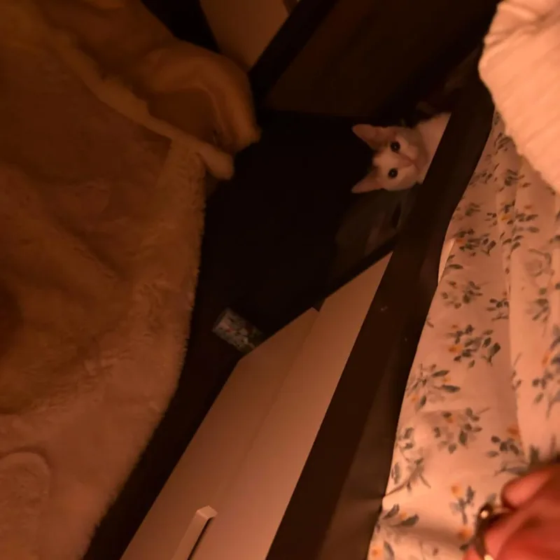 Pixie thumbnail 2