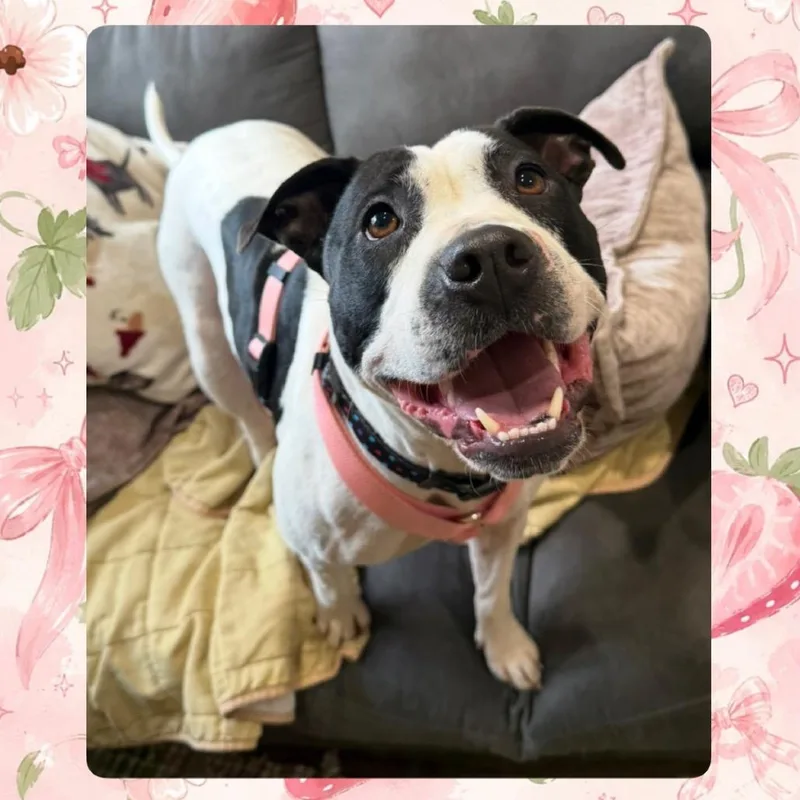 An adult medium-sized female Mixed Breed dog named Zoey for adoption in Muncie, IN
