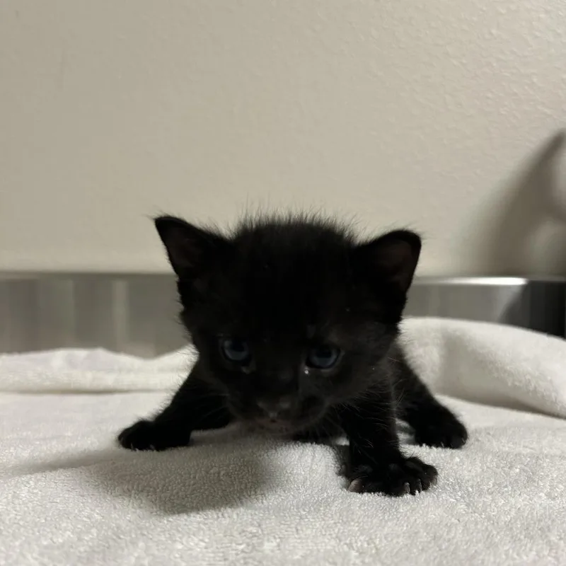 A baby small-sized male Black Domestic Short Hair cat named Jacob for adoption in Cody, WY