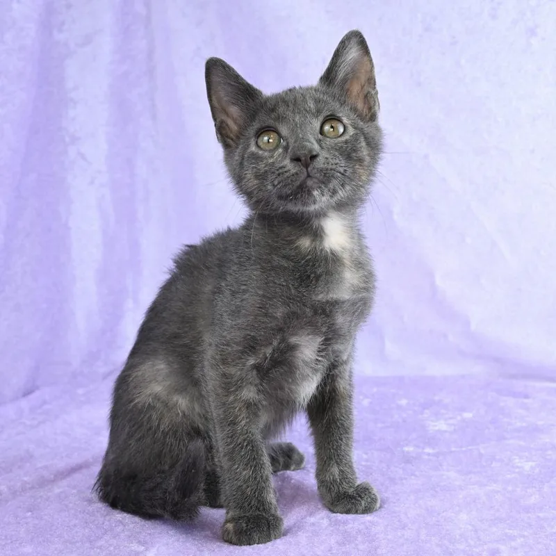 A baby small-sized female Tortoiseshell Domestic Short Hair cat named Cuching for adoption in Mobile, AL