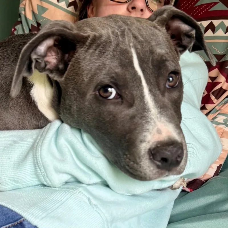 A young medium-sized female Gray / Blue / Silver American Staffordshire Terrier dog named Willow for adoption in Columbia, SC