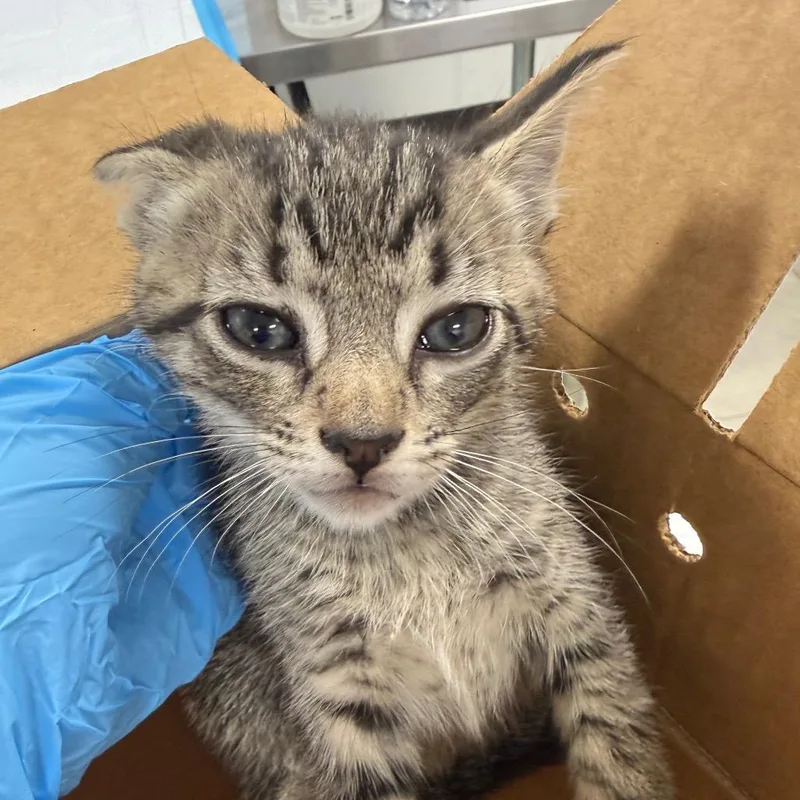 A baby small-sized male Domestic Short Hair cat named Colada for adoption in Newark, NJ