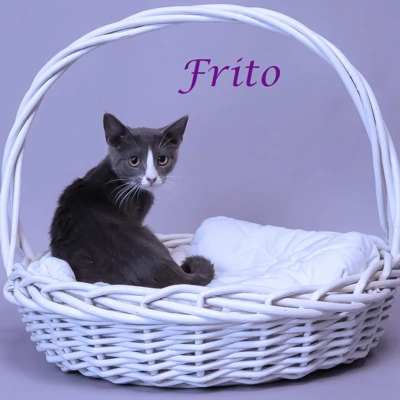 A baby small-sized female Gray / Blue / Silver Domestic Short Hair cat named Frito C for adoption in Lebanon, TN
