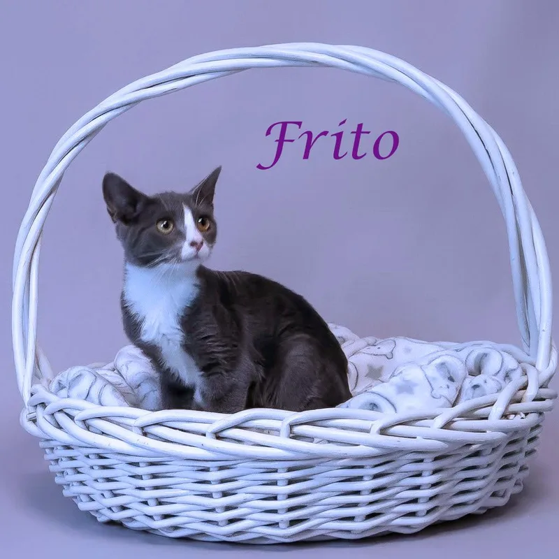 Frito C thumbnail 2