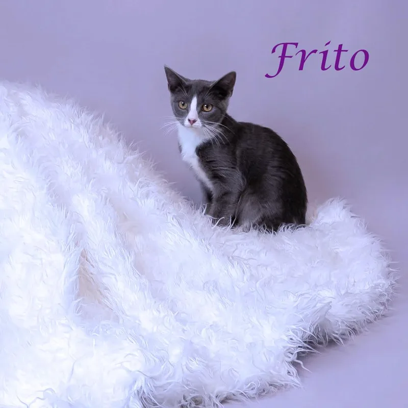 Frito C thumbnail 3