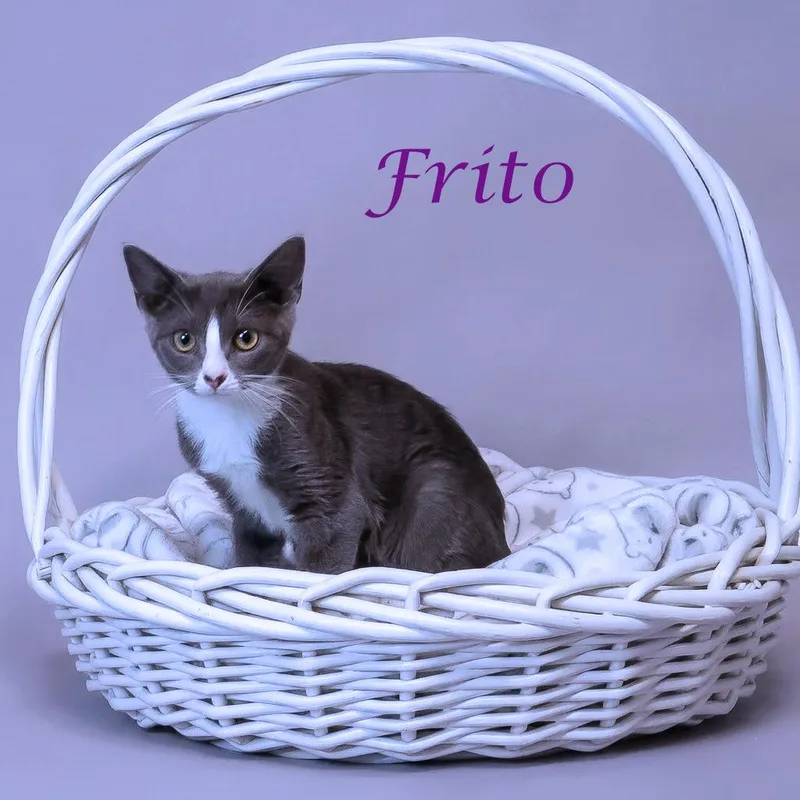 Frito C thumbnail 4