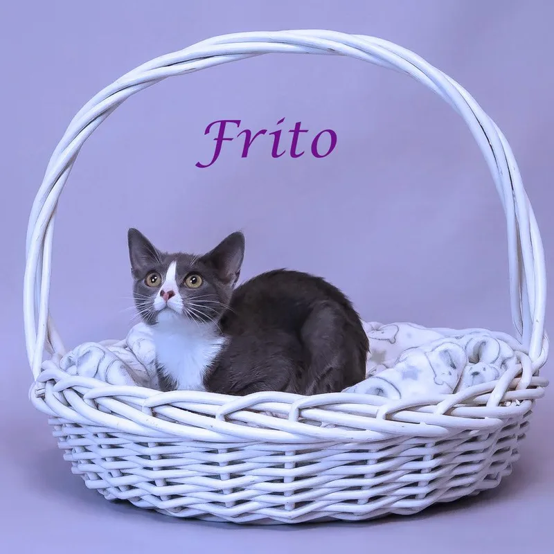Frito C thumbnail 5