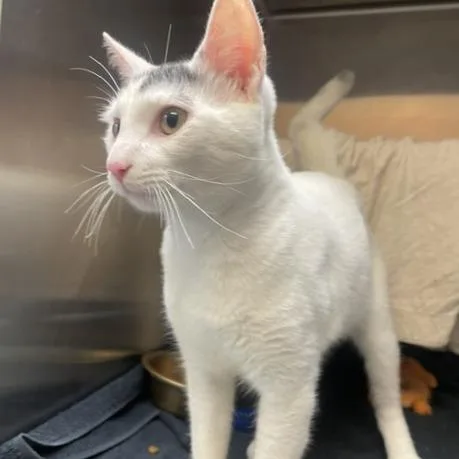 An adult medium-sized male White Domestic Short Hair cat named Toad for adoption in Philadelphia, PA
