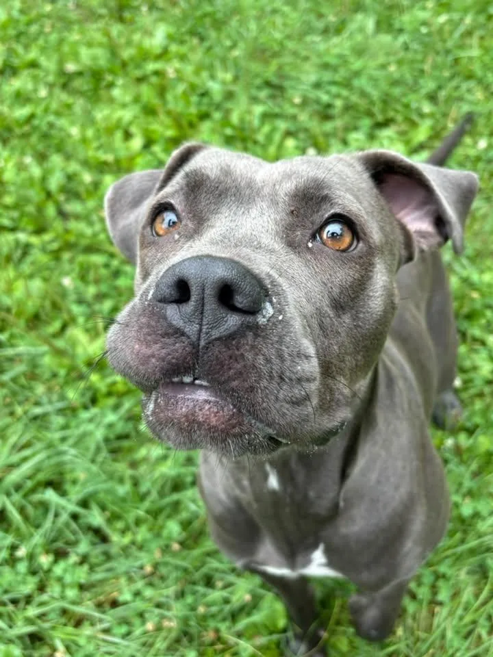 A young medium-sized female Pit Bull Terrier dog named Evee for adoption in Saint Charles, MO