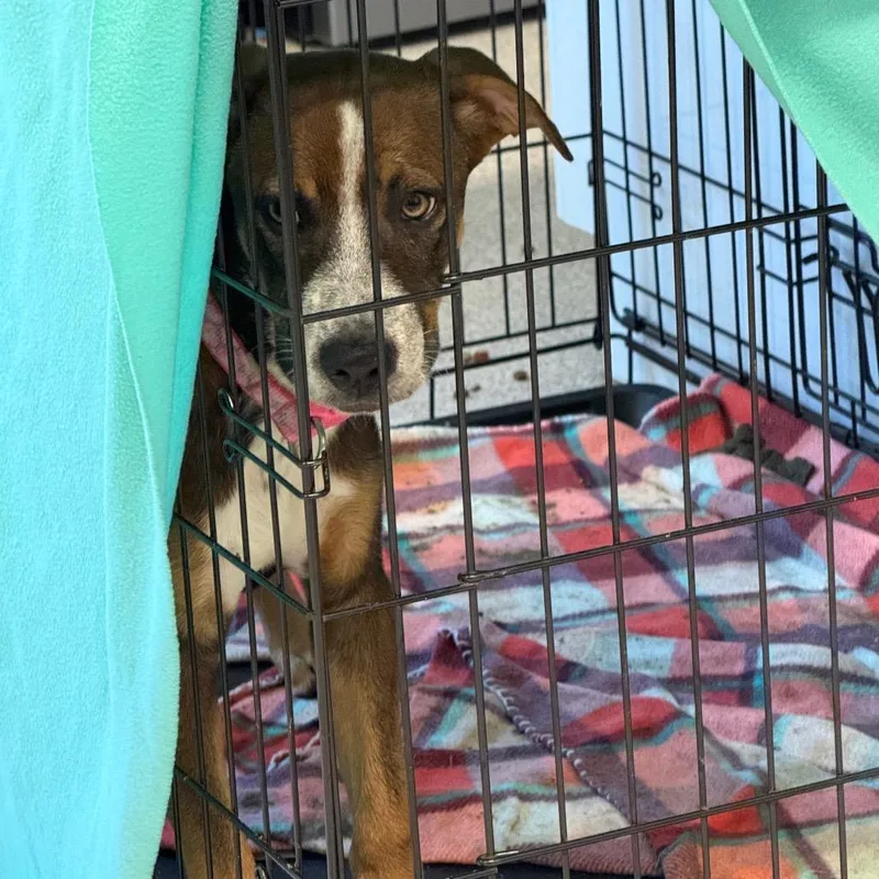 A young small-sized female Cattle Dog dog named Loyal for adoption in Horn Lake, MS