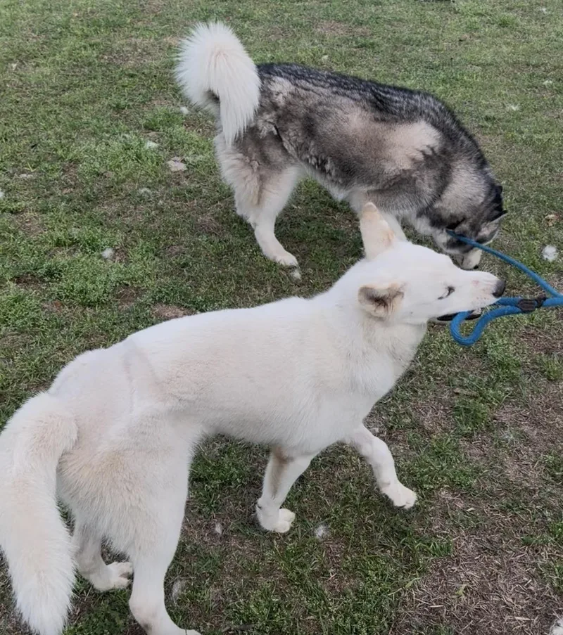 A baby medium-sized female Siberian Husky dog named Isabell for adoption in Sumter, SC