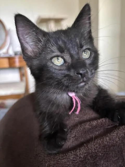 A baby small-sized female Black Domestic Short Hair cat named Kristin for adoption in Mankato, MN