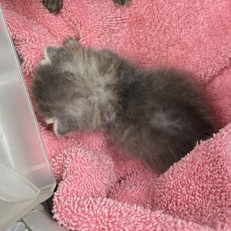 A baby small-sized female Brown / Chocolate Domestic Short Hair cat named 71837 for adoption in Harrisonburg, VA