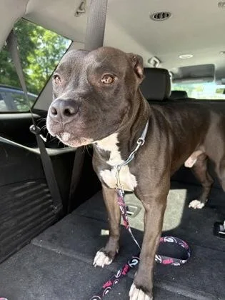 An adult large-sized male Mixed Breed dog named Jimmy for adoption in Chamblee, GA